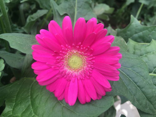 Nederlandse rouwrituelen