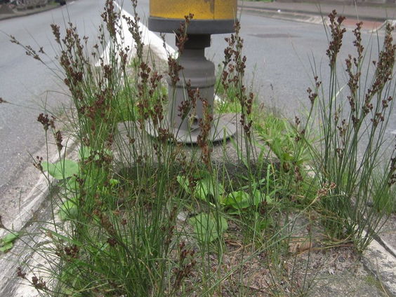 Sommige planten profiteren van ons strooizout