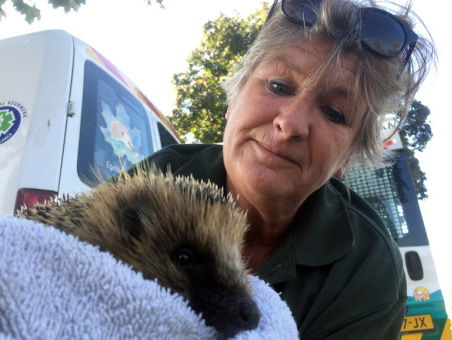 Droogte in Nederland
