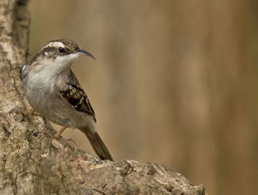 Cursus Vogelzang: de boomkruiper