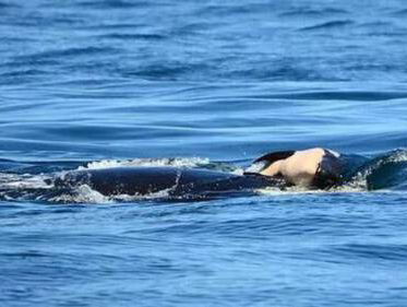We moeten niet ál onze energie aan één dode orka besteden