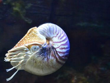 Altijd Thuis: de nautilus