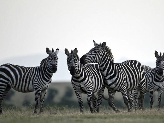 Zender een zebra, vind een stroper