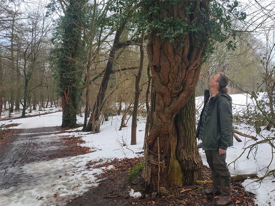 Wurgt de klimop een boom?