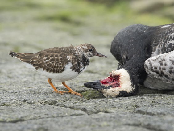 Het Waddengebied ligt bezaaid met dode vogels