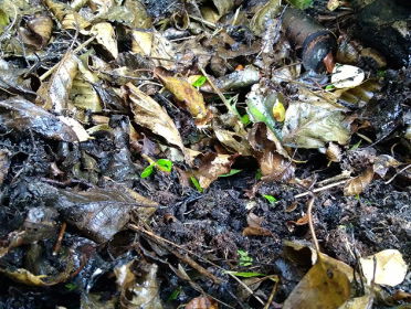 Hersftbladeren laten liggen?