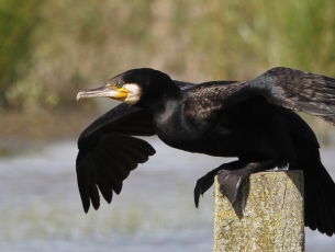 De aalscholver is geen visdief