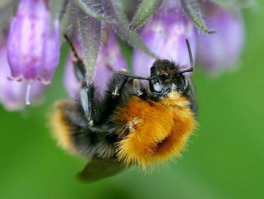 Eerste Wereld Bijendag