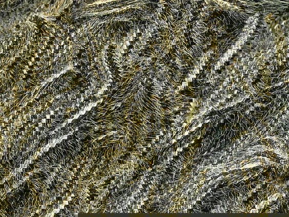 De strijd tegen de eikenprocessierups: ophangen van mezenkasten is niet voldoende