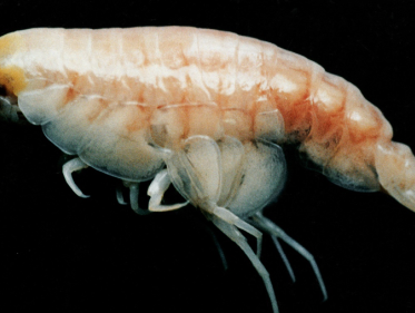 Leven in de Marianentrog