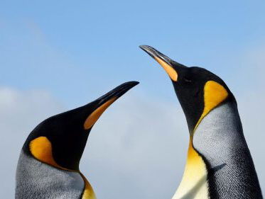 Jazzvogelaar Ruben Hein deelt zijn ruige natuurervaringen