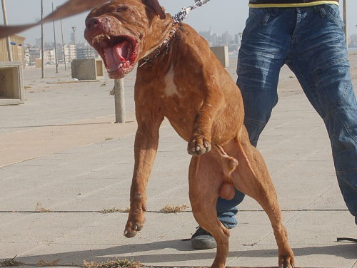Verbod op agressieve bijthonden?
