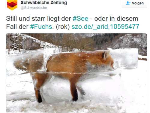 Een vos in een blok ijs