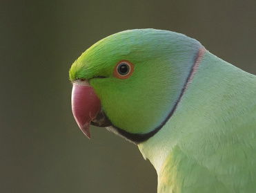 Opkomst halsbandparkiet