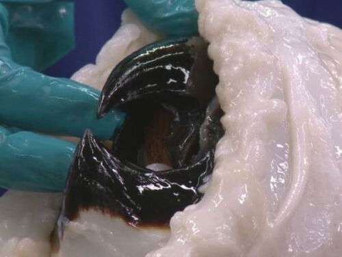 Kindervragen: Hoe poetst een inktvis zijn tanden?