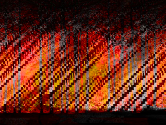 Het aantal bosbranden over de wereld neemt juist af