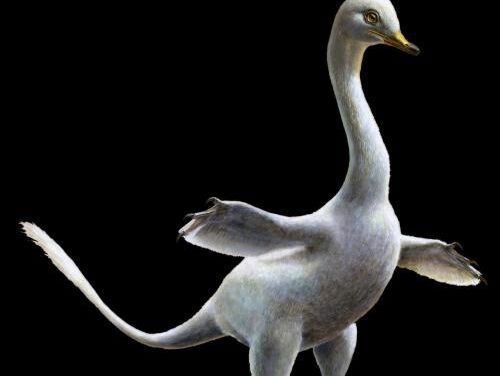 Unieke dino lijkt wel heel erg op een zwaan