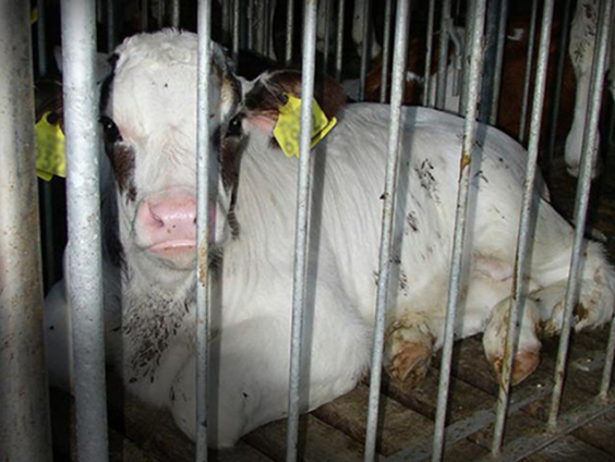 'Stoppen met zuivel?'