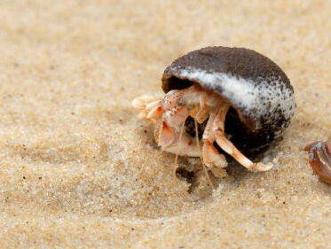 Altijd Thuis: Heremietkreeft