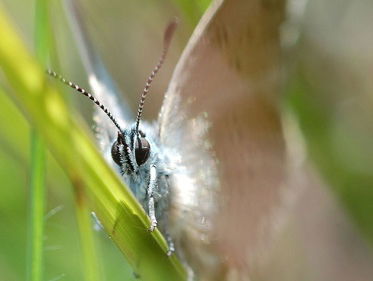 Blauwe brigade op de bres voor gentiaanblauwtje