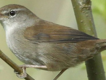 Live in de Biesbosch - 7.00 uur