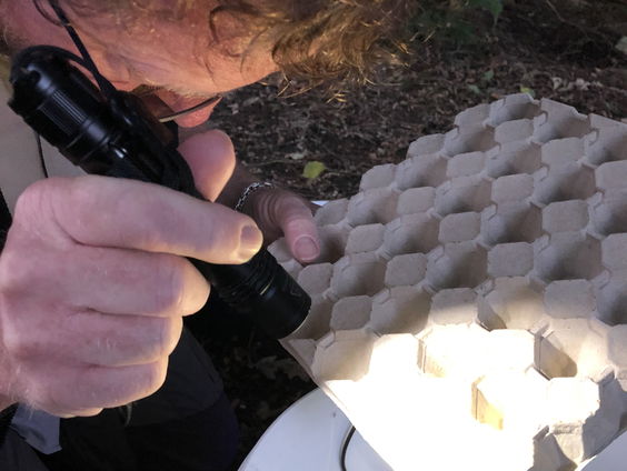 Nachtvlinders tellen: je gaat ze nog mooi vinden ook