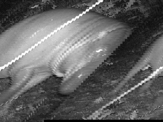 Het mysterieuze dwergnijlpaard