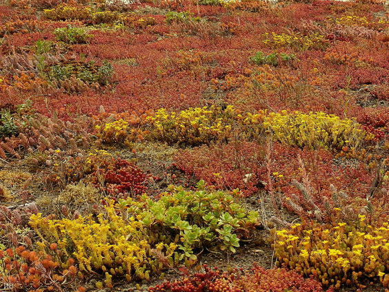 Bermen van sedum