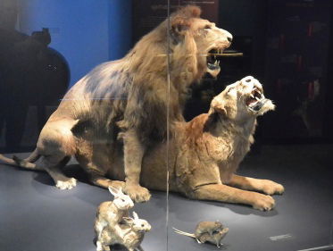 Natuurmuseum Brabant: voortplanting