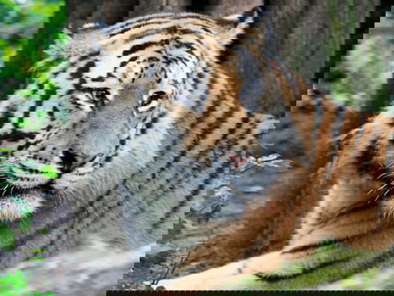 Man zette 70 bedreigde dieren op