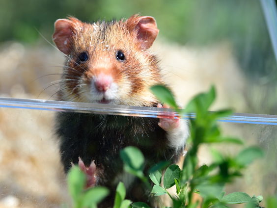 Ook Leuven ontwikkelt een coronavaccin