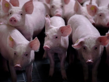 Transplantatie varkenshart naar mens weer stapje dichterbij