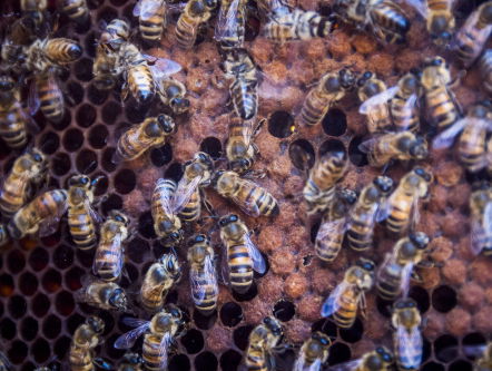 Feit of Fictie: zorgt bestuiving voor 30 procent van onze voeding?