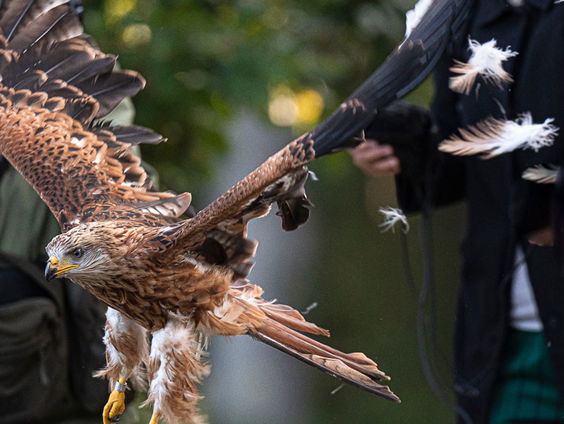 Vogels weren om vogels te sparen?
