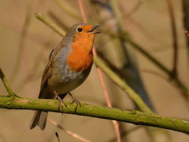 Cursus vogelzang: roodborst