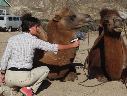 Wilde kamelen zoeken in de Gobiwoestijn
