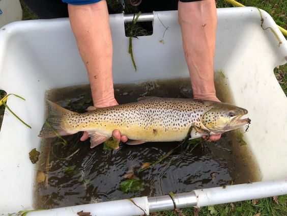 Gezenderden zeeforellen
