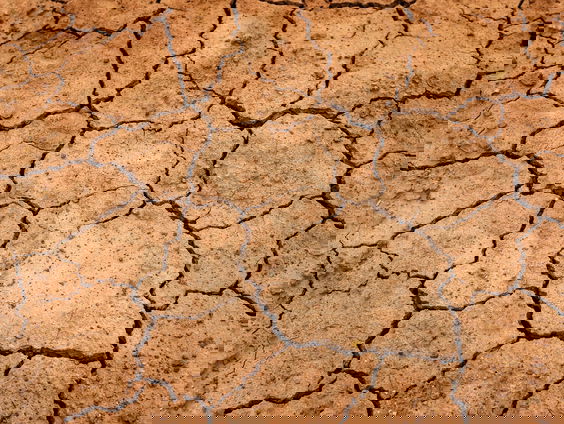 Boswachter Frans Kapteijns over droogte en invasieve exoten