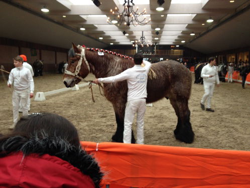 Sluiproute houdt verminking paarden in stand