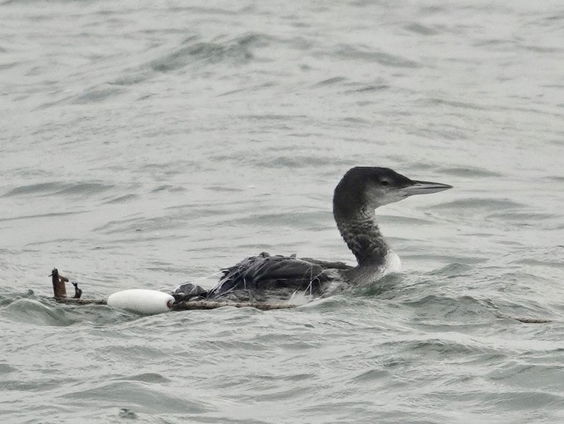 IJsduiker versus visnet