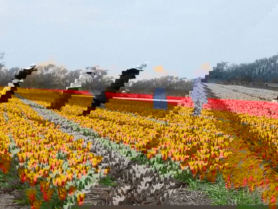 Plant- en dierscanner wordt steeds populairder