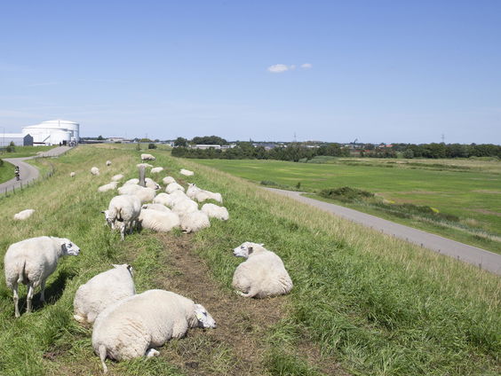 Schaapsherders Drenthe zijn asociaal gedrag zat