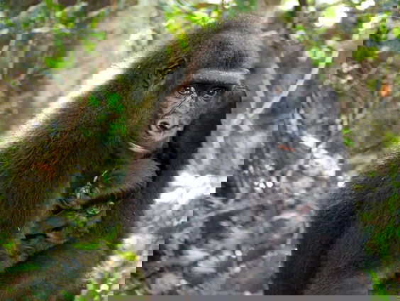 Vrijgelaten gorillapaar krijgt baby in het wild