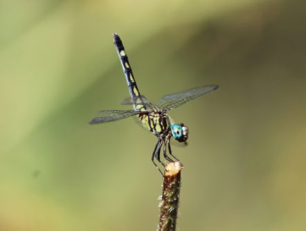 Pieter van Dokkum: van liefde voor libelles naar de ontdekking van nieuwe sterrenstelsels