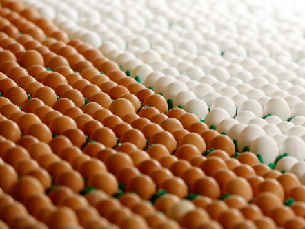 'Witte eieren zijn duurzamer dan bruine eieren' zegt onderzoeker Hilko Ellen