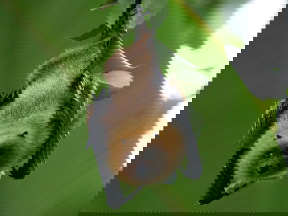 Onderzoekers vinden mogelijke voorvader coronavirus