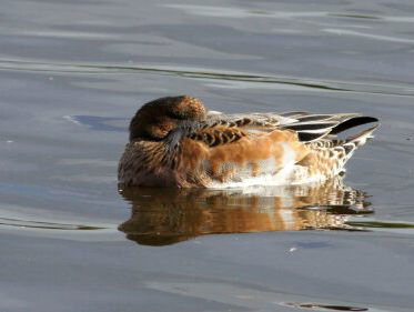 Vraagbaak: hoe slapen vogels?