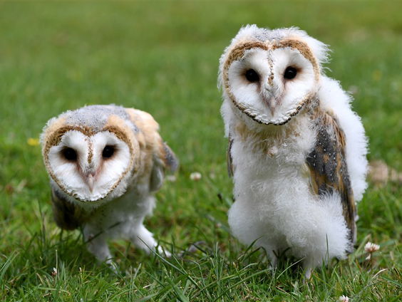 Het broedseizoen van de kerkuil is van start!