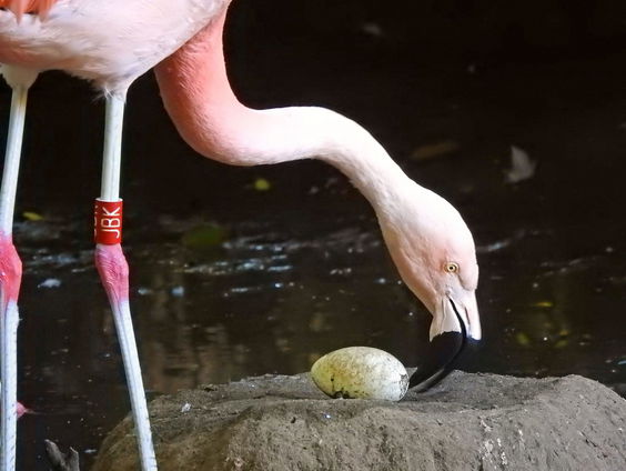 Flamingo's krijgen nep-ei: zorgt dit voor voortplanting?