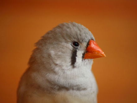 Synthetische vogelgeluiden